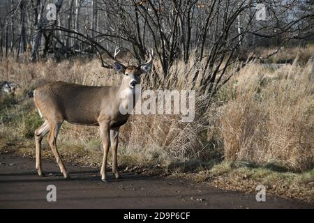 Wilde männliche Hirsche, die in der Mission Marsh Area in Thunder Bay, Ontario, Kanada, leben. Stockfoto