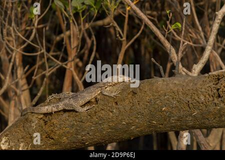 Asiatischer Wassermonitor, der sich in der Wintersonne auf einem freiliegenden Baumstamm im Sundarban National Park, West Bengal, Indien, sonnt Stockfoto