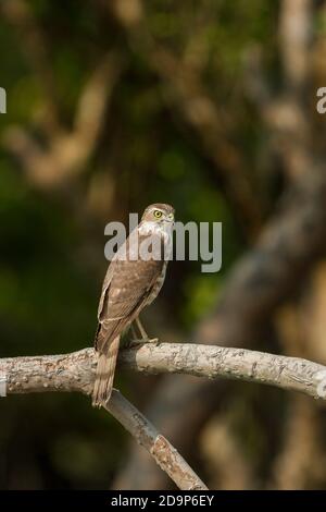 Unreife Shikra oder wenig gebänderter Goshawk thront auf offenem Zweig von Mangrovenbaum in der Wintersonne im Sundarban National Park, West Bengal, Indien Stockfoto