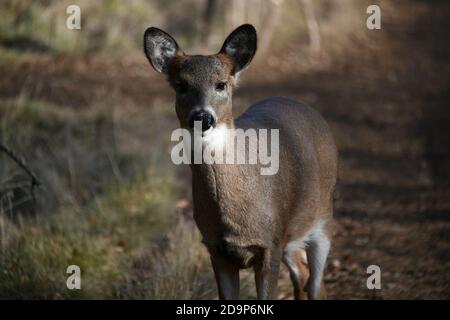 Junge Hirsche auf einer Straße in der Nähe von Mission Marsh, Thunder Bay, Ontario, Kanada, Nordamerika. Stockfoto