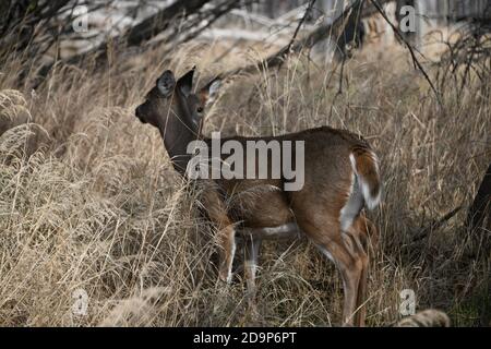 Hirsche im trockenen Gras in der Nähe von Mission Marsh, Thunder Bay, Ontario, Kanada, Nordamerika. Stockfoto