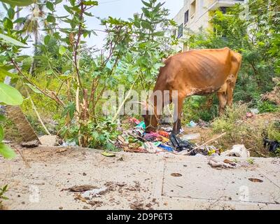 Chennai, Indien, 26. Oktober 2020: Hauskuh Essen Abfall Plastiktüte in Street Müll. Kühe essen Müll Müllhalde Hausmüll, tödliche essen pl Stockfoto