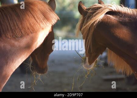 Nahaufnahme Porträt von zwei schönen Pferden, die zusammen unten die Bauernhof / Tiere in der Natur Stockfoto