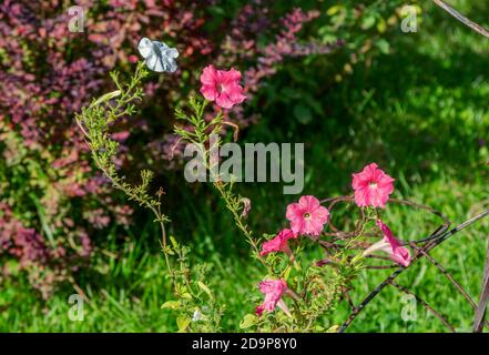 Schöne blühende wilde Petunia mit rosa und weißen Blüten, die auf der Wiese wachsen Stockfoto