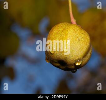 Junge Birne glitzert mit Wasser im Makro Stockfoto