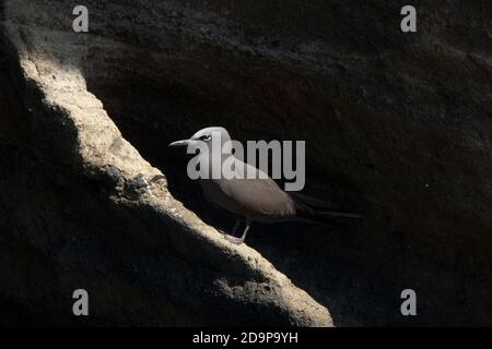 Lava Möwe sitzt auf dem Lavagestein von Punta Vicente Roca bei Isabela, die größte der Galapagos Inseln. Stockfoto