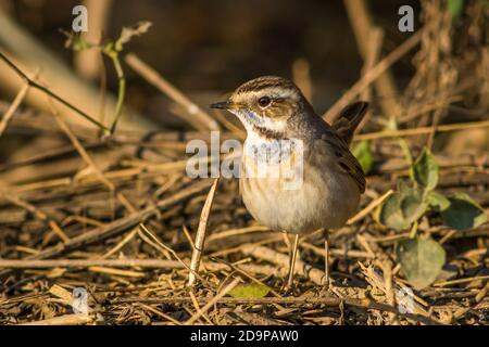 Blaukehlchen oder Luscinia svecica Vogelportrait während der Winterwanderung nach keoladeo Nationalpark oder bharatpur Vogelschutzgebiet rajasthan indien Stockfoto