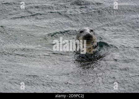 Grausiegel - Halichoerus grypus, großes Meeressäuger von Meeresküsten der nördlichen Hemisphäre, Shetlands, Schottland, Vereinigtes Königreich. Stockfoto