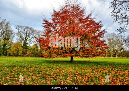 Herbstfarbe in der Landschaft von Horsenden, nahe Princes Risborough, Buckinghamshire, Großbritannien Stockfoto