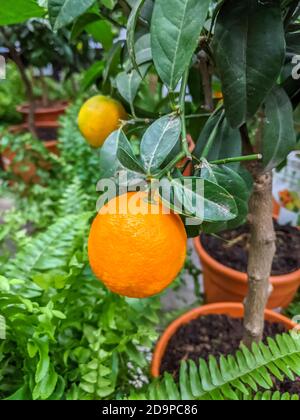 Mandarinenbaum in einem Topf mit Früchten. Mobiles Foto Stockfoto