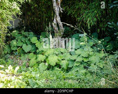 Samtblättrige Silberglocken, immergrün gegen Bambusbäuel Stockfoto