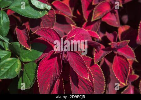 Coleus-Werk. Rote Blätter Pflanzen. Grün und rot. Roter Hintergrund. Stockfoto