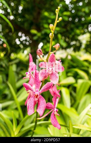 Landschaftlich reizvolle Orchideen aus dem National Orchid Garden von Singapur mit Fokus Auf zentralen Blumen Stockfoto
