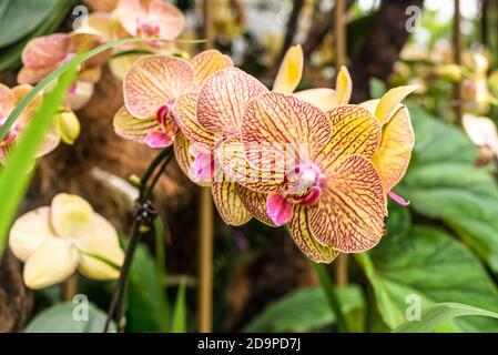 Landschaftlich reizvolle Orchideen aus dem National Orchid Garden von Singapur mit Fokus Auf zentralen Blumen Stockfoto