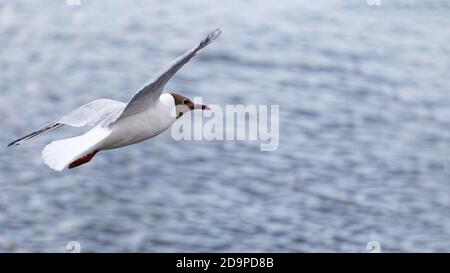 Die weiße Möwe ragt über die Wasseroberfläche. Unscharfer Hintergrund. Stockfoto