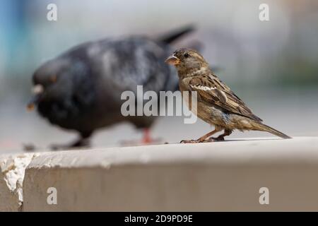 Spatz und verschwommenes Bild der Taube im Hintergrund Stockfoto