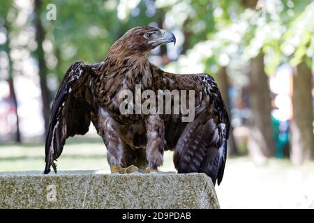 Adler mit einem stolzen und strengen Look spreizt seine Flügel Stockfoto