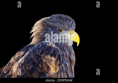 Nahaufnahme Seeadler - Haliaeetus albicilla. Isoliert auf Schwarz. Stockfoto