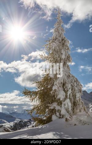 Verschneite Lärche am Tag nach dem Sturm, valparola Pass, livinallongo del col di lana, belluno, veneto, italien Stockfoto