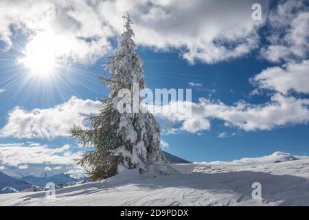 Verschneite Lärche am Tag nach dem Sturm, valparola Pass, livinallongo del col di lana, belluno, veneto, italien Stockfoto