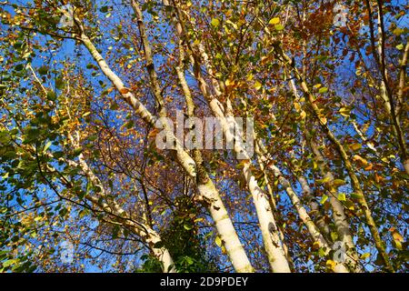 Silberne Birke im Herbst, gegen einen blauen Himmel. VEREINIGTES KÖNIGREICH Stockfoto