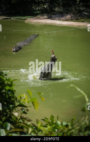 Krokodile springen aus dem Wasser für die Fütterung Sitzungen in Jong's Crocodile Farm, Kuching, Sarawak, Malaysia Stockfoto