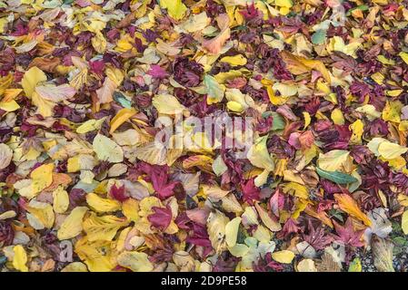 Schöner Herbst Hintergrund von gefallenen gelben, grünen und roten Blättern auf dem Campus der Universität Campus, Dublin, Irland. Viele gefallene Blätter Stockfoto