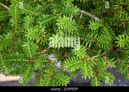 Abies balsamea Zweig Nahaufnahme mit Zapfen Stockfoto