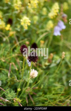 Gymnadenia rhellicani dunkelroter Blütenstand Stockfoto