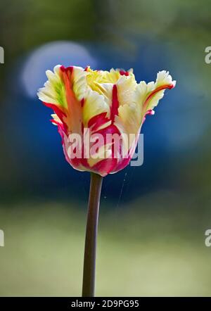 Gelbe und rote Tulpe, Nahaufnahme. Tulipa Stockfoto