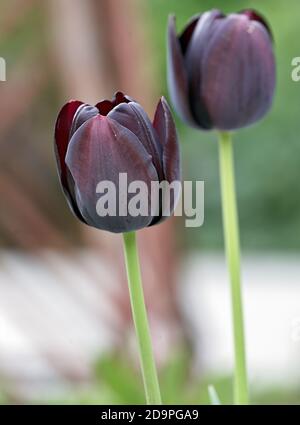 Zwei rosa violette Tulpen. Malmkoping schweden Stockfoto