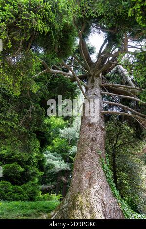 Blick auf die Landschaft des Parks von Burcina in Biella, Piemont, Italien Stockfoto