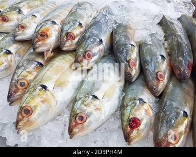 Nahaufnahme frischer Makrelenfische auf Eis im Supermarkt Stockfoto