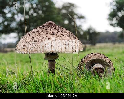 Unreife und reife Parasolpilze (Nacropeiota procera), die im Grasland wachsen und Reifephasen und die große Kuppelkappe zeigen. Stockfoto