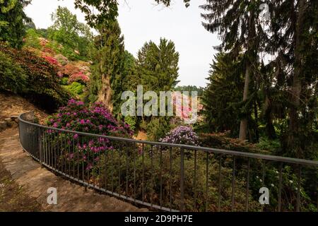 Das Tal der Rhododendren im Park Burcina in der Provinz Biella, Piemont, Italien Stockfoto