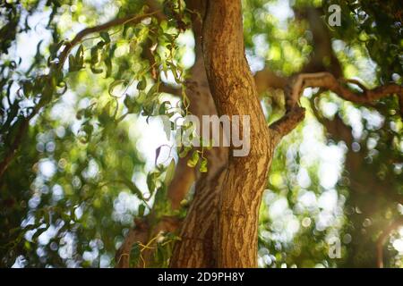 Willow lockigen Baum mit Stamm mit grünen Blättern im Sommer Tag. Stockfoto