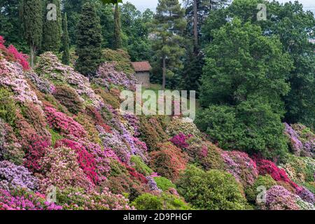 Das Tal der Rhododendren im Park Burcina in der Provinz Biella, Piemont, Italien Stockfoto