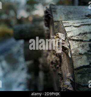 Der Herbst in Großbritannien, der Herbst in den USA Stockfoto