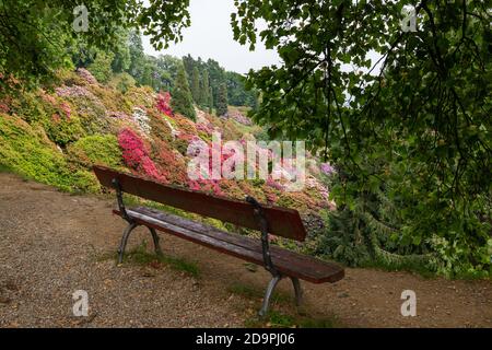 Das Tal der Rhododendren im Park Burcina in der Provinz Biella, Piemont, Italien Stockfoto