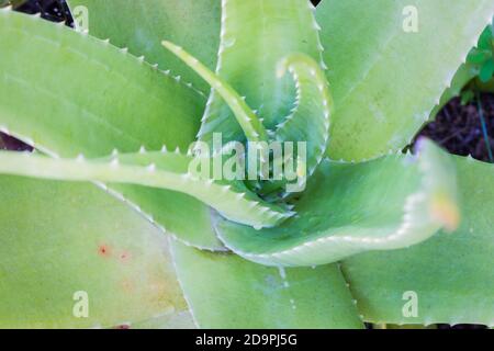 aloe Vera Pflanze Blätter von oben, Fokus auf der Mitte des Bildes Stockfoto