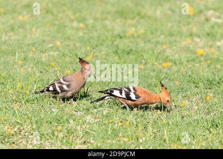 African Hoopoe (Upupa epops africana) Jungling mit Erwachsenen, Robertson, Western Cape, Südafrika im Frühjahr Stockfoto