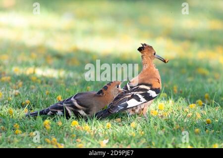 African Hoopoe (Upupa epops africana) Jungfeilschen Betteln für Nahrung von Erwachsenen, Robertson, Western Cape, Südafrika im Frühjahr Stockfoto