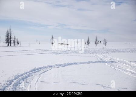 Eine Herde Rentiere in einer weißen Schnee-Tundra-Landschaft, Yamalo-Nenets Autonomous Okrug, Ru Stockfoto