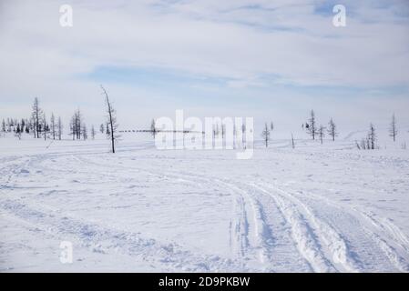 Eine Herde Rentiere in einer weißen Schnee-Tundra-Landschaft, Yamalo-Nenets Autonomous Okrug, Ru Stockfoto