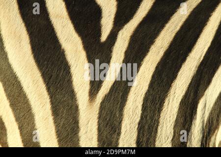 Nahaufnahme der Ebene Zebra (Equus quagga) Haut mit Fell in einem symmetrischen Muster. Stockfoto