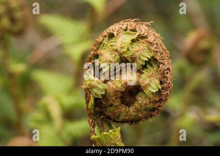 Nahaufnahme einer Entfaltung von Bracken Fern (Pteridium) Fiddlehead, aus Nordwales, Großbritannien Stockfoto