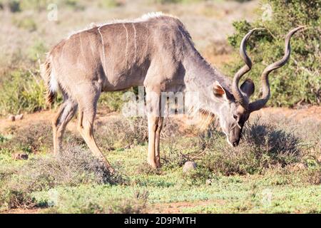 Großer Kudu-Stier (Tragelaphus strepsiceros) grast in Savanaah Grasland im Adoo Elephant National Park, Eastern Cape, Südafrika Stockfoto
