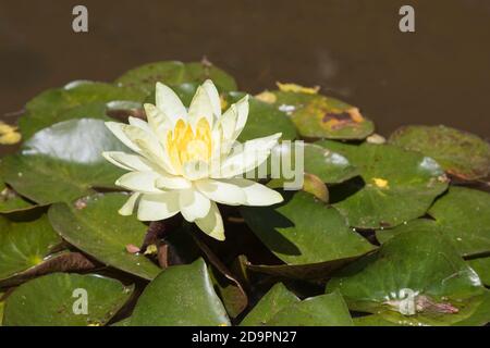 Einzelne blassgelbe und dunkelgelbe Blüte der Nymphaea 'Inner Light' Seerose im Sommer, eine winterharte Zierpflanze Stockfoto