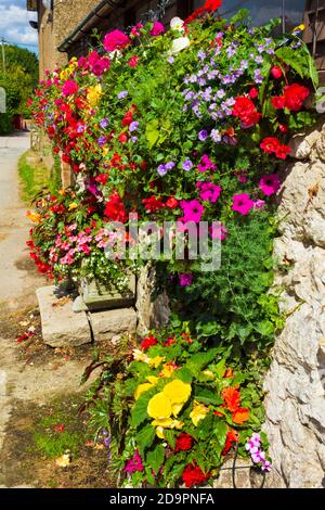 Attraktive lebendige bunte Begonien malerisch in Pflanzen auf einem angeordnet Steinmauer an einer Straße in Sellinge Dorf, August 2016Kent, UK Stockfoto