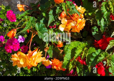 Attraktive lebendige bunte Begonien malerisch in Pflanzen auf einem angeordnet Steinmauer an einer Straße in Sellinge Dorf, August 2016Kent, UK Stockfoto